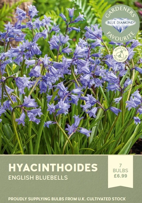 Hyacinthoides non Scripta Blue Bells