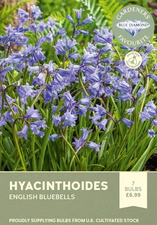 Hyacinthoides non Scripta Blue Bells