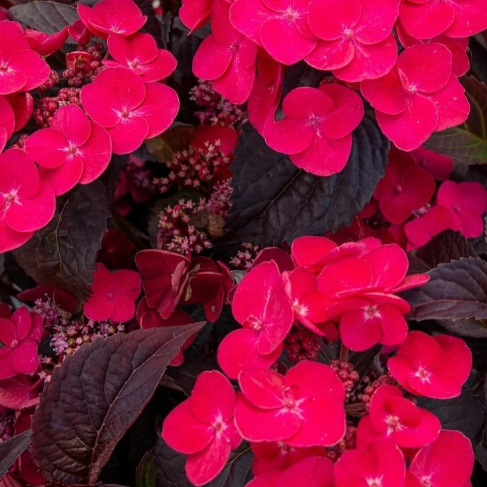 Hydrangea Velvet Night Red Lace 3L