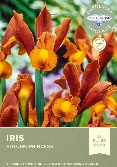 Iris Autumn Princess