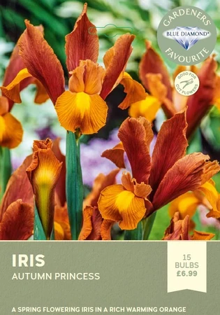 Iris Autumn Princess