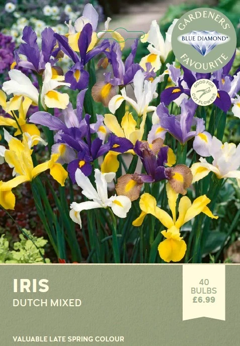 Iris Dutch Mixed