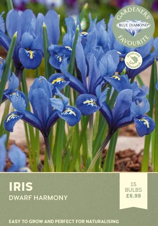 Iris Dwarf Harmony