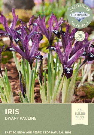 Iris Dwarf Pauline