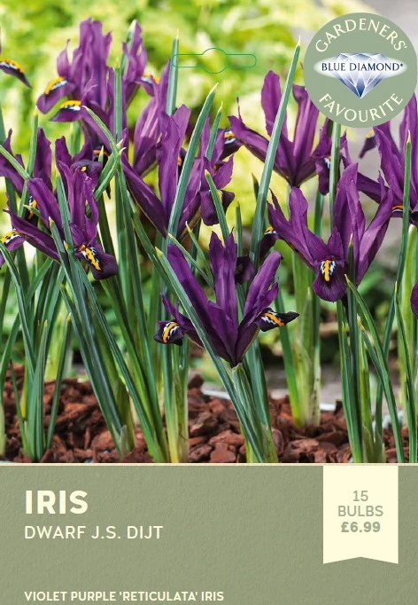Iris J.S. Dijt