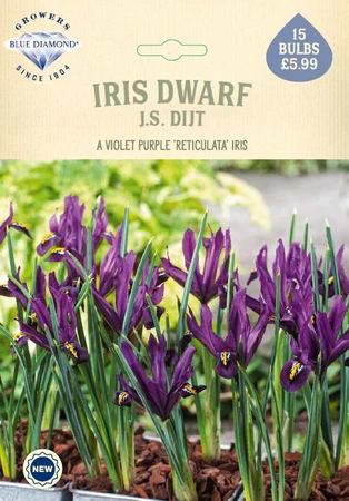 Iris J.S. Dijt NE