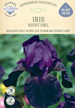 Iris Night Owl - image 1