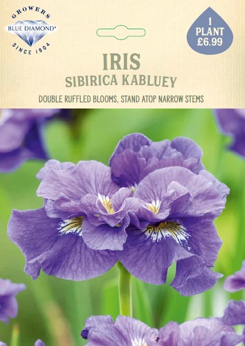 Iris Sibirica Kabluey