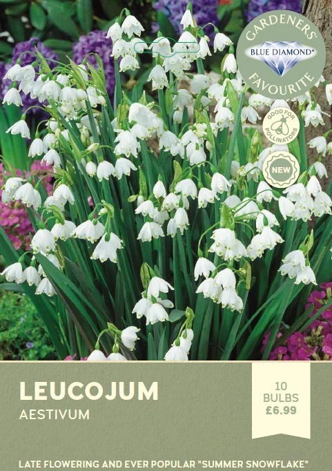 Leucojum Aestivum