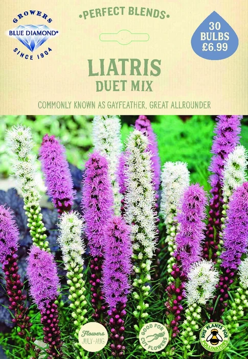 Liatris Duet - image 2