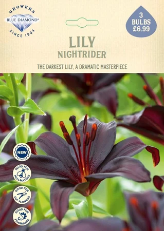 Lilium Nightrider