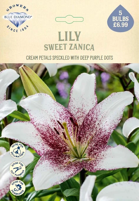 Lilium Sweet Zanica