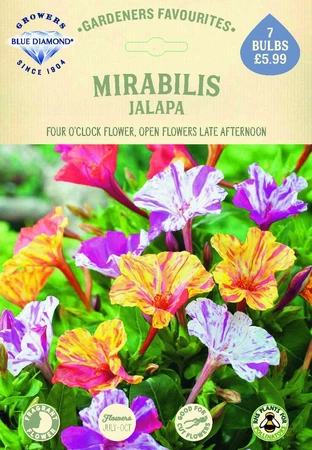 Mirabilis Jalapa - image 2