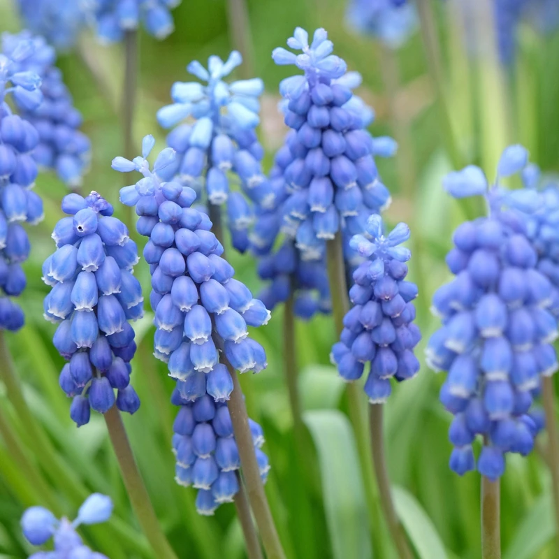 Muscari