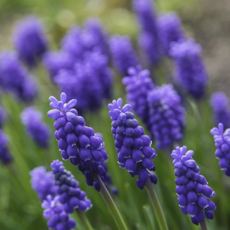 Muscari