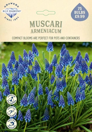 Muscari Armeniacum