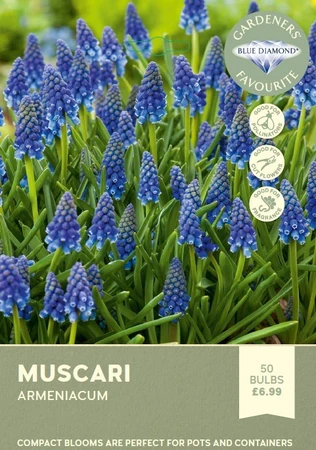 Muscari Armeniacum