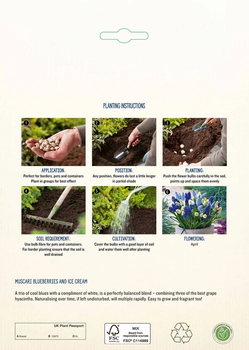 Muscari Blueberries And Ice Cream CR - image 4