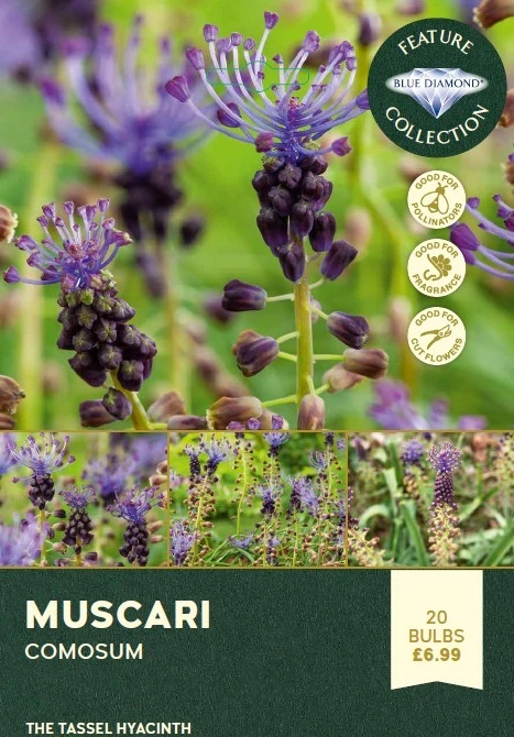 Muscari Comosum