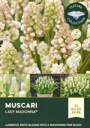 Muscari Lady Madonna