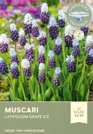 Muscari Latifolium Grape Ice