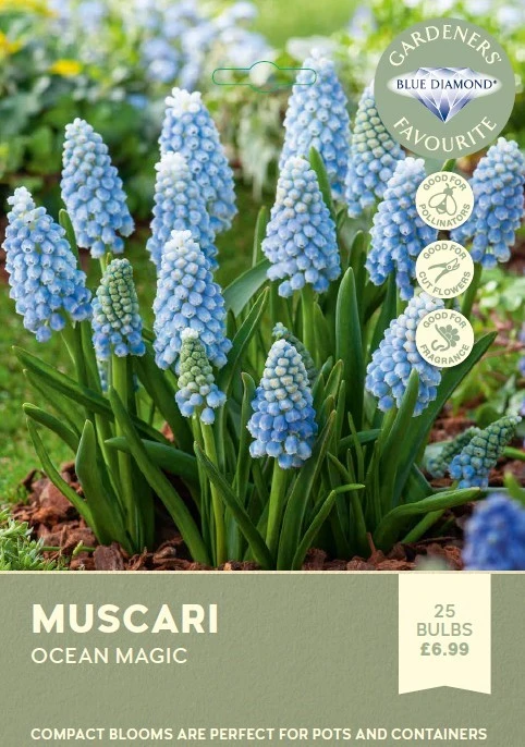 Muscari Ocean Magic