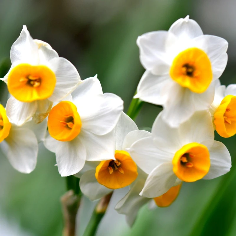 Narcissi