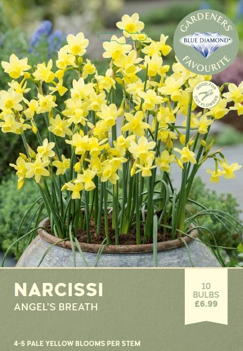 Narcissi Angels Breath