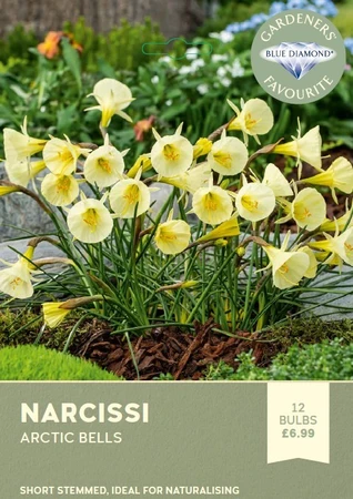 Narcissi Arctic Bells