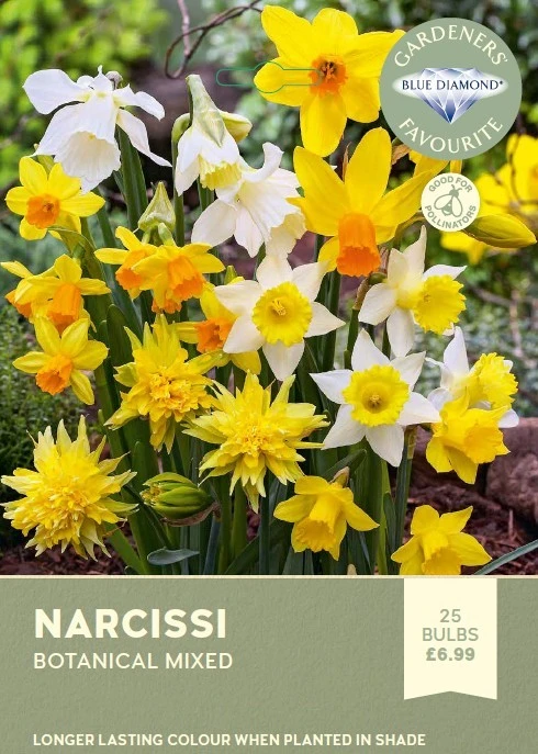 Narcissi Botanical Mixed