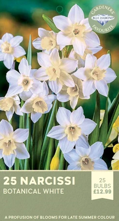 Narcissi Botanical White