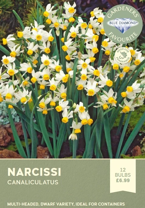 Narcissi Canaliculatus