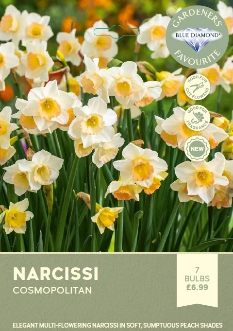 Narcissi Cosmopolitan