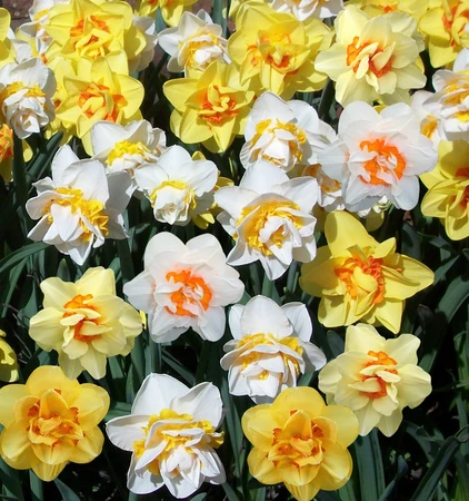 Narcissi Double Mix 5Kg - image 2