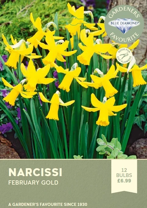 Narcissi February Gold