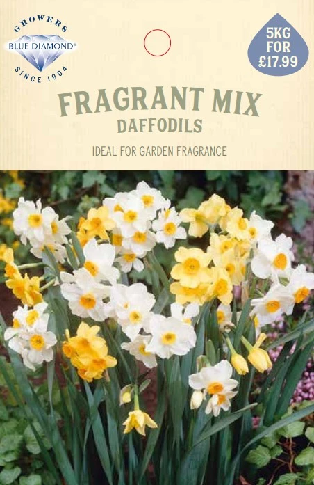 Narcissi Fragrant Mix 5Kg - image 1
