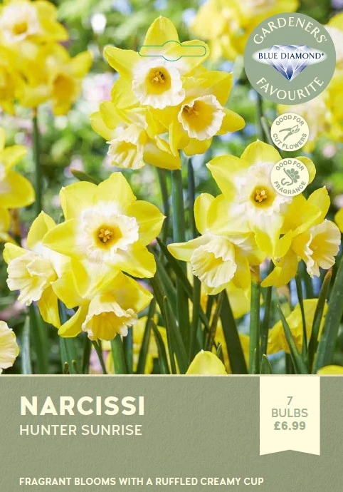 Narcissi Hunter Sunrise