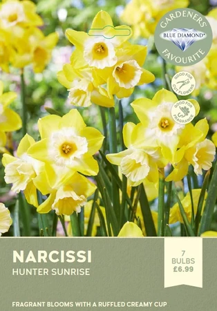 Narcissi Hunter Sunrise
