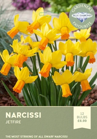 Narcissi Jetfire