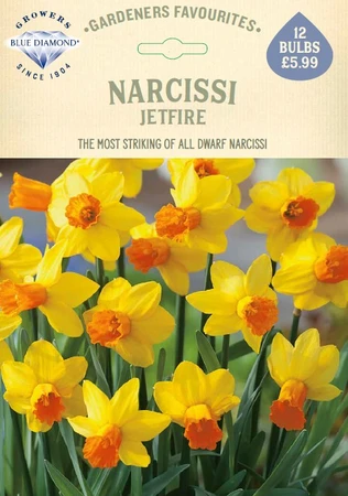 Narcissi Jetfire GF - image 1