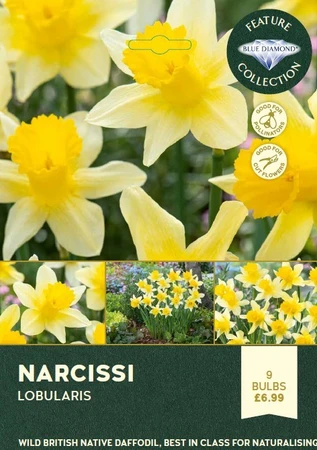 Narcissi Lobularis