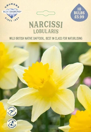 Narcissi Lobularis NE