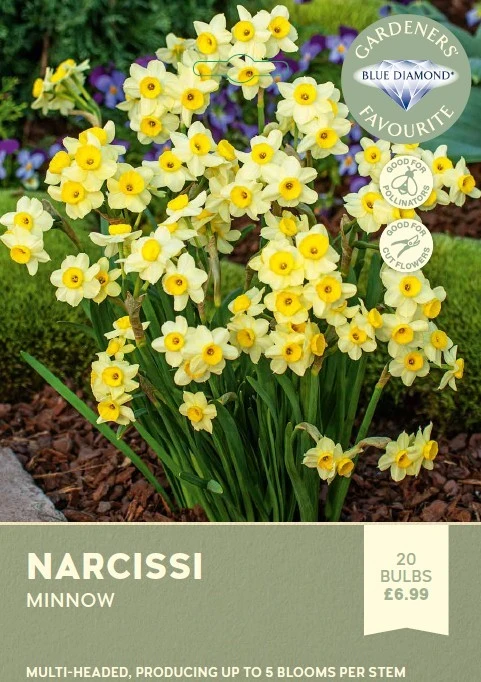 Narcissi Minnow