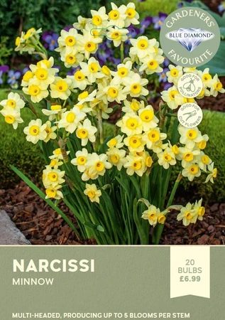Narcissi Minnow