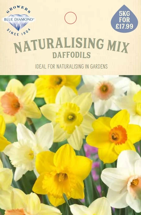 Narcissi Naturalising Mix 5Kg - image 1