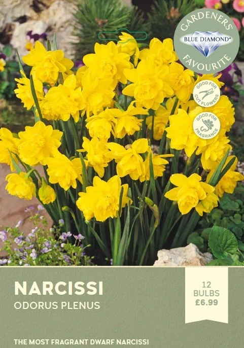 Narcissi Odorus Plenus
