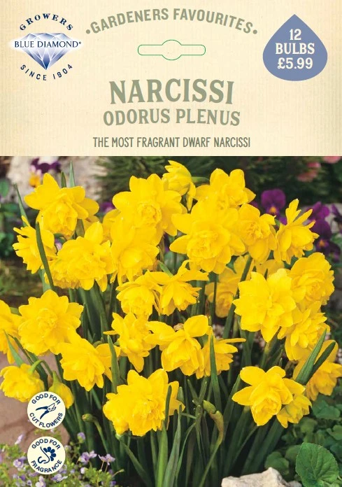 Narcissi Odorus Plenus GF