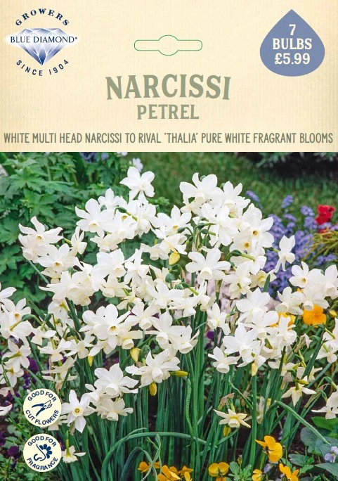 Narcissi Petrel NE