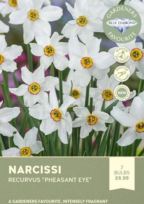 Narcissi Recurvus Pheasant Eye