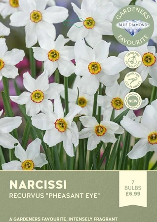 Narcissi Recurvus Pheasant Eye